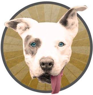Blue Dog Rescue Logo